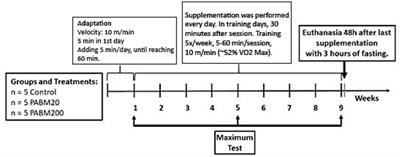 Enhancing satiety and aerobic performance with beer microparticles-based non-alcoholic drinks: exploring dose and duration effects